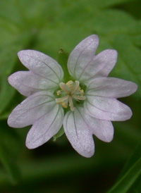 Dove's-foot Crane's-bill