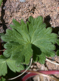 Dove's-foot Crane's-bill