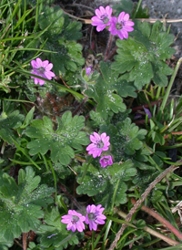 Dove's-foot Crane's-bill