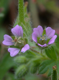 Small-flowered Crane's-bill