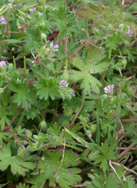 Small-flowered Crane's-bill