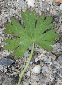 Small-flowered Crane's-bill