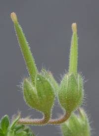 Small-flowered Crane's-bill