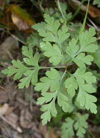 Herb Robert