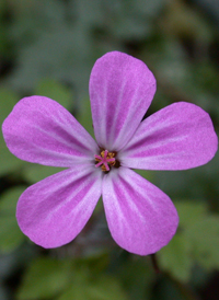 Herb Robert