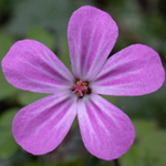 Herb Robert