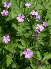 Herb Robert