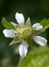 White Avens