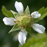 White Avens White Avens