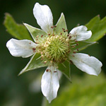 White Avens