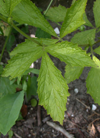 White Avens