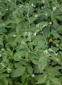 White Avens