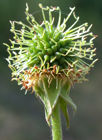 White Avens