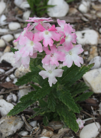 Garden Verbena