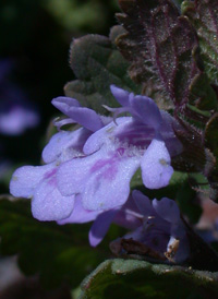 Ground-ivy