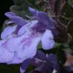 Ground-ivy