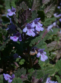 Ground-ivy