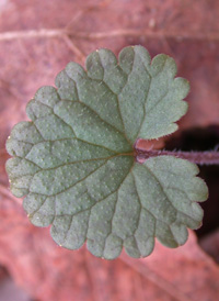 Ground-ivy