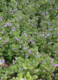 Ground-ivy