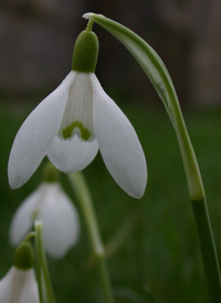 Common Snowdrop