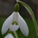 Common Snowdrop Common Snowdrop