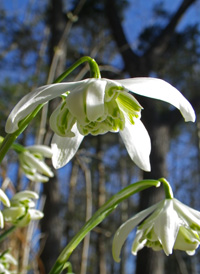 Common Snowdrop