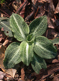 Downy Rattlesnake-orchid