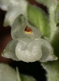 Downy Rattlesnake-orchid