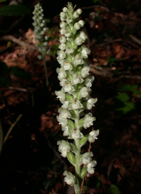 Downy Rattlesnake-orchid