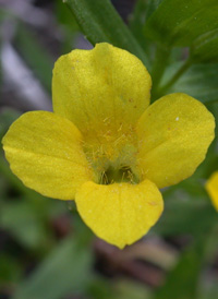 Golden Hedge-hyssop