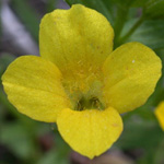 Golden Hedge-hyssop Golden Hedge-hyssop