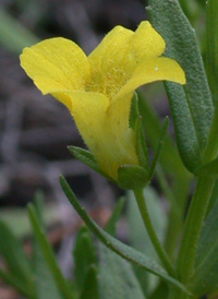 Golden Hedge-hyssop