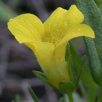 Golden Hedge-hyssop Golden Hedge-hyssop