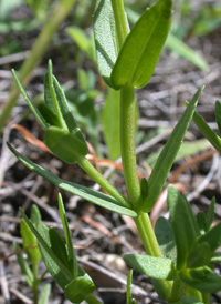 Golden Hedge-hyssop