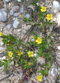 Golden Hedge-hyssop