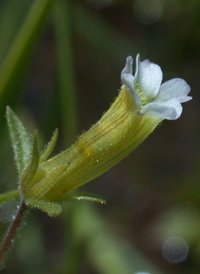 Clammy Hedge-hyssop