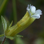 Clammy Hedge-hyssop Clammy Hedge-hyssop