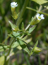 Clammy Hedge-hyssop