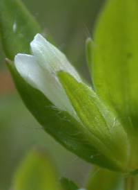 Hairy Hedge-hyssop