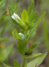 Hairy Hedge-hyssop