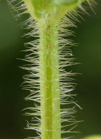 Hairy Hedge-hyssop