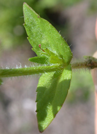 Hairy Hedge-hyssop