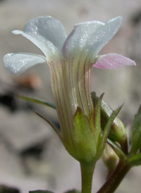 Round-fruited Hedge-hyssop