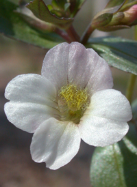 Round-fruited Hedge-hyssop