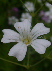 Annual Baby's-breath