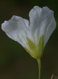 Annual Baby's-breath