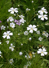 Annual Baby's-breath