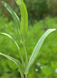 Annual Baby's-breath