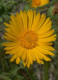 Camphorweed