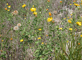 Camphorweed